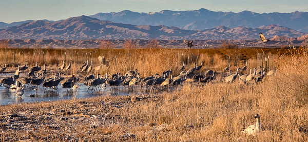 Bernardo Wildlife Area, New Mexico